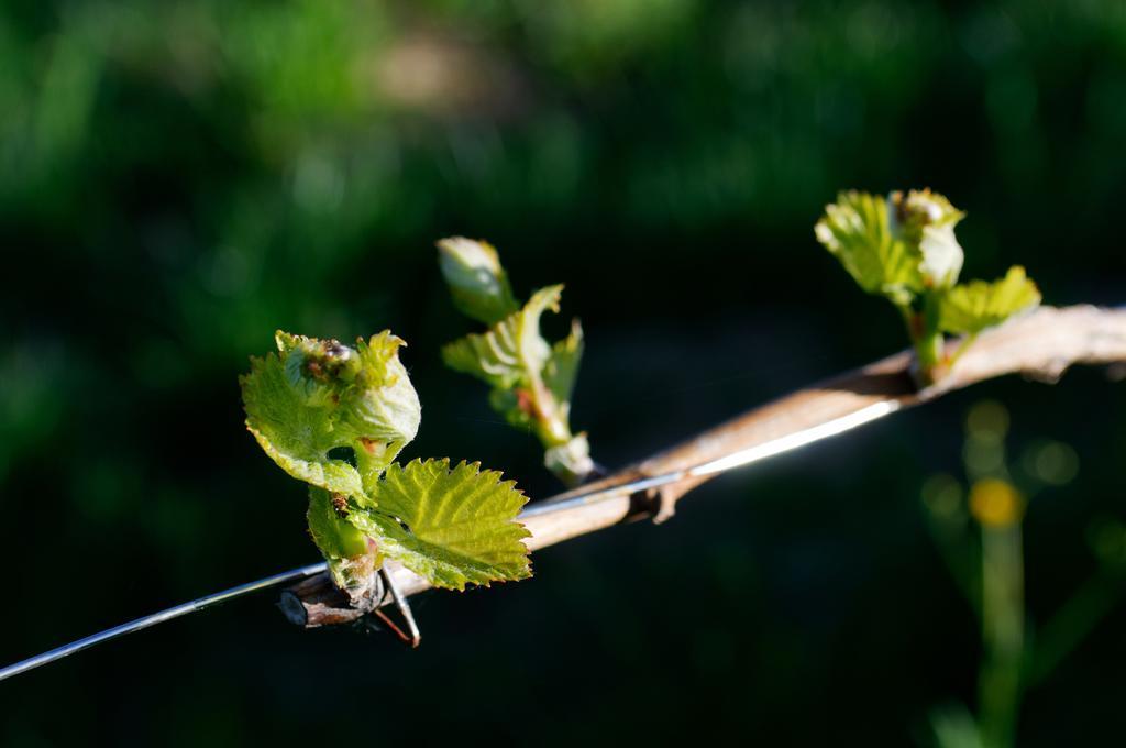 Weingut Winzerzimmer Rothschaedl 里欧查赫 外观 照片